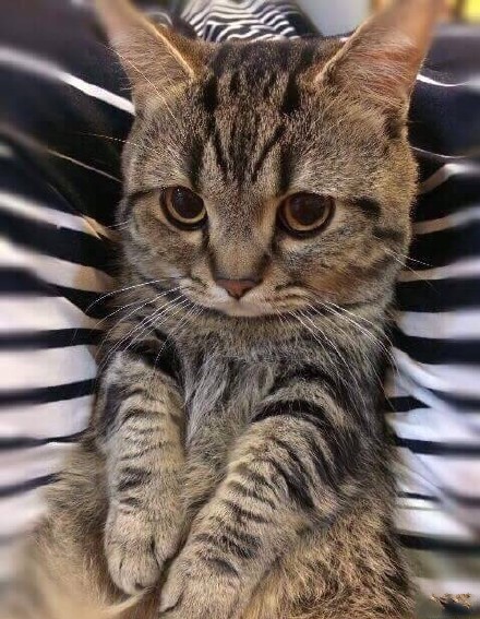 一只长眉毛的猫咪,一只八字眉的猫