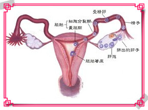 判断排卵最简单而可靠方法,专家讲解排卵基本知识
