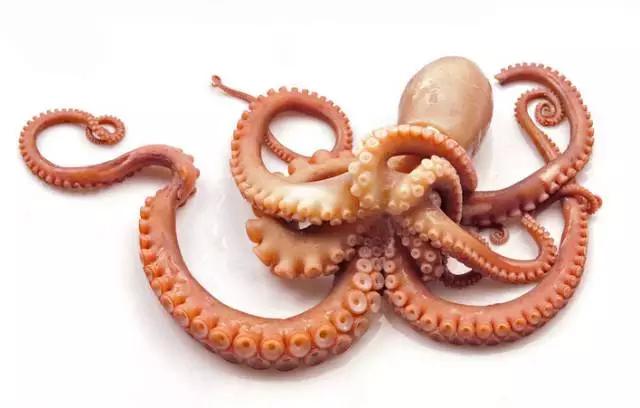 章鱼的智商其实很雷人,为啥人比章鱼聪明