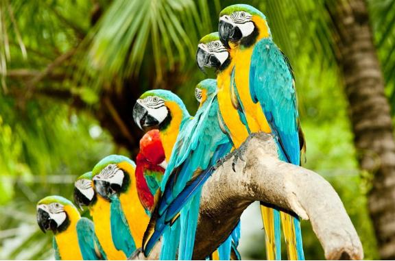 鹦鹉防御中暑有啥方法,喂鹦鹉怎么预防鹦鹉热