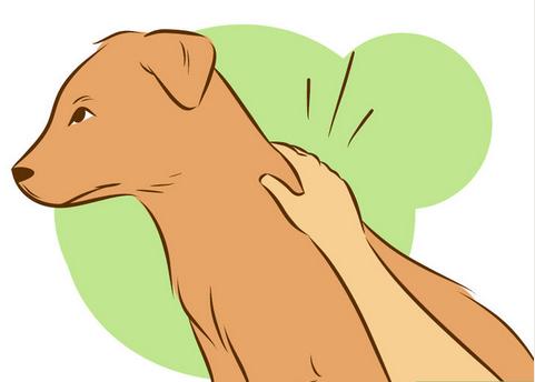 如何让陌生的狗狗喜欢自己,如何让刚到家的狗狗和自己亲近