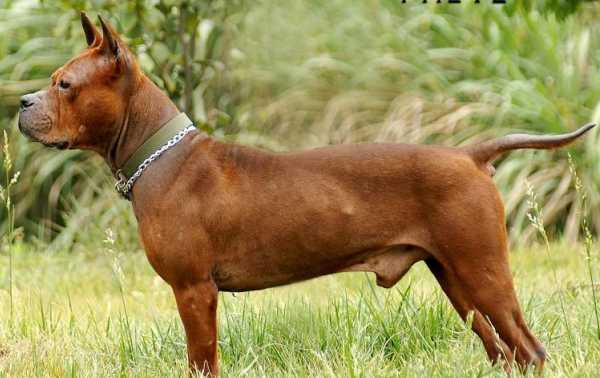 真中华田园犬,川东猎犬在中国猛犬排第几