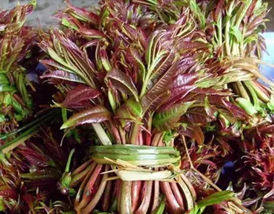 踏青挖野菜指南,最好玩的野趣旅游地方采野菜