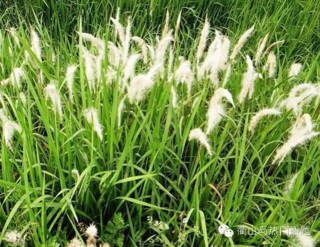 春天到了同学们到山上植树,春天到了同学们到山坡上植树