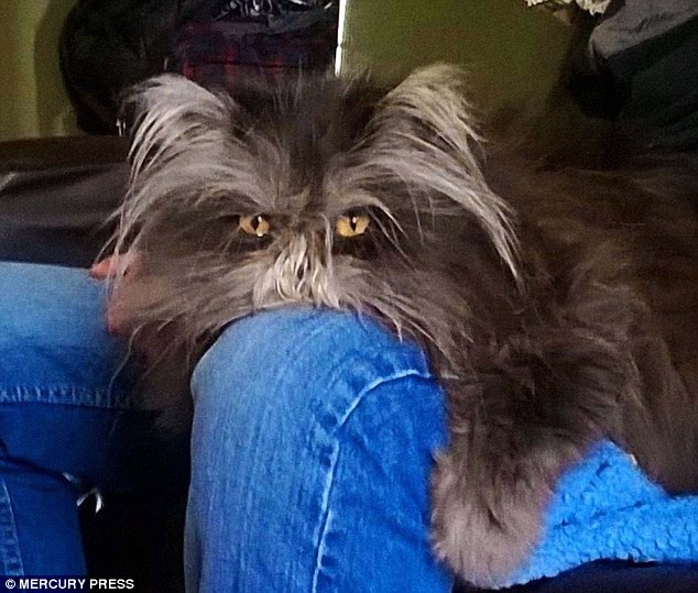 一只患有“狼人综合症”的猫，脸上总是不停的长毛出来