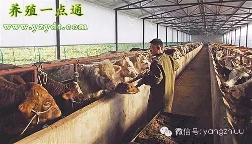 2016年肉牛养殖前景,2021年肉牛市场前景怎么样