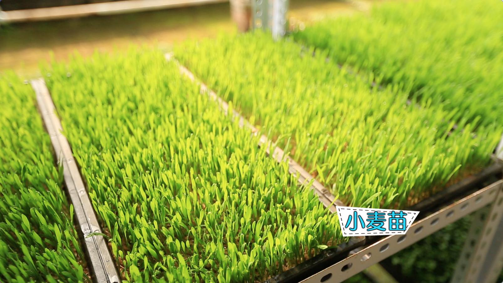 纸上种菜可以种向日葵吗,种菜小窍门两张纸就搞定