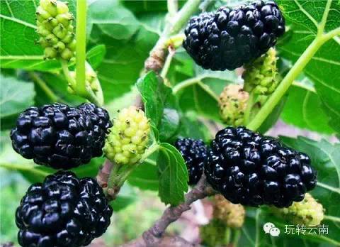 昆明周边采摘樱桃的地方,昆明周边地图全图