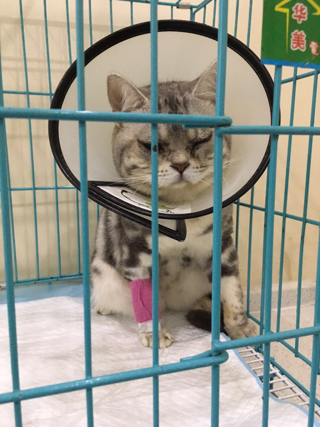 图便宜买的东西后悔,美短刚买回来