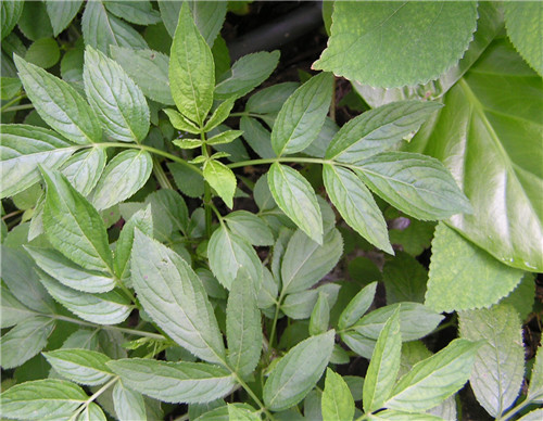 治风湿最好的一种草,农村祛风散寒的草有哪些