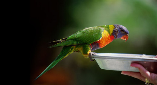 捡到小鸟怎么办喂养犯法吗,捡到的小鸟有什么危险