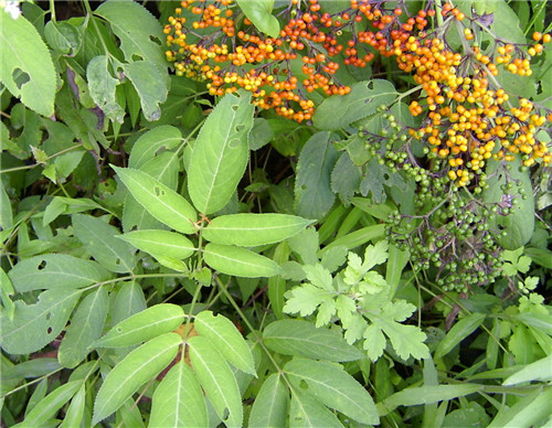 农村地里治风湿的野草图片及功效,治风湿最好的一种草