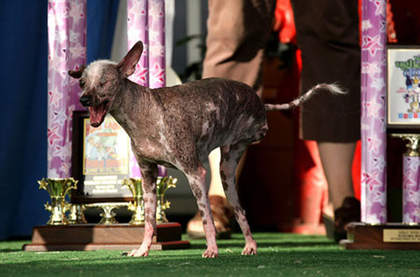 最丑的宠物狗是什么品种,最丑的宠物狗品种大全