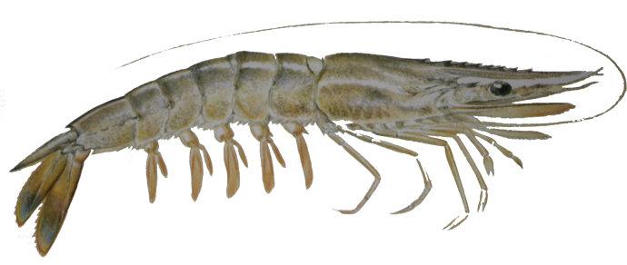 假冒的对虾,南美对虾冒充北极虾