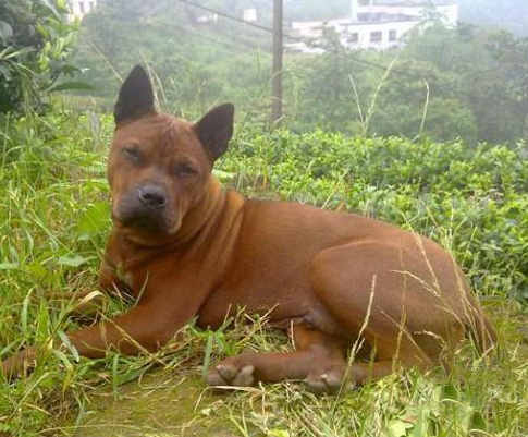 真中华田园犬,川东猎犬在中国猛犬排第几