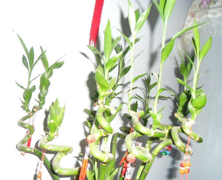 转运竹的养法与注意事项,转运竹怎么养殖视频