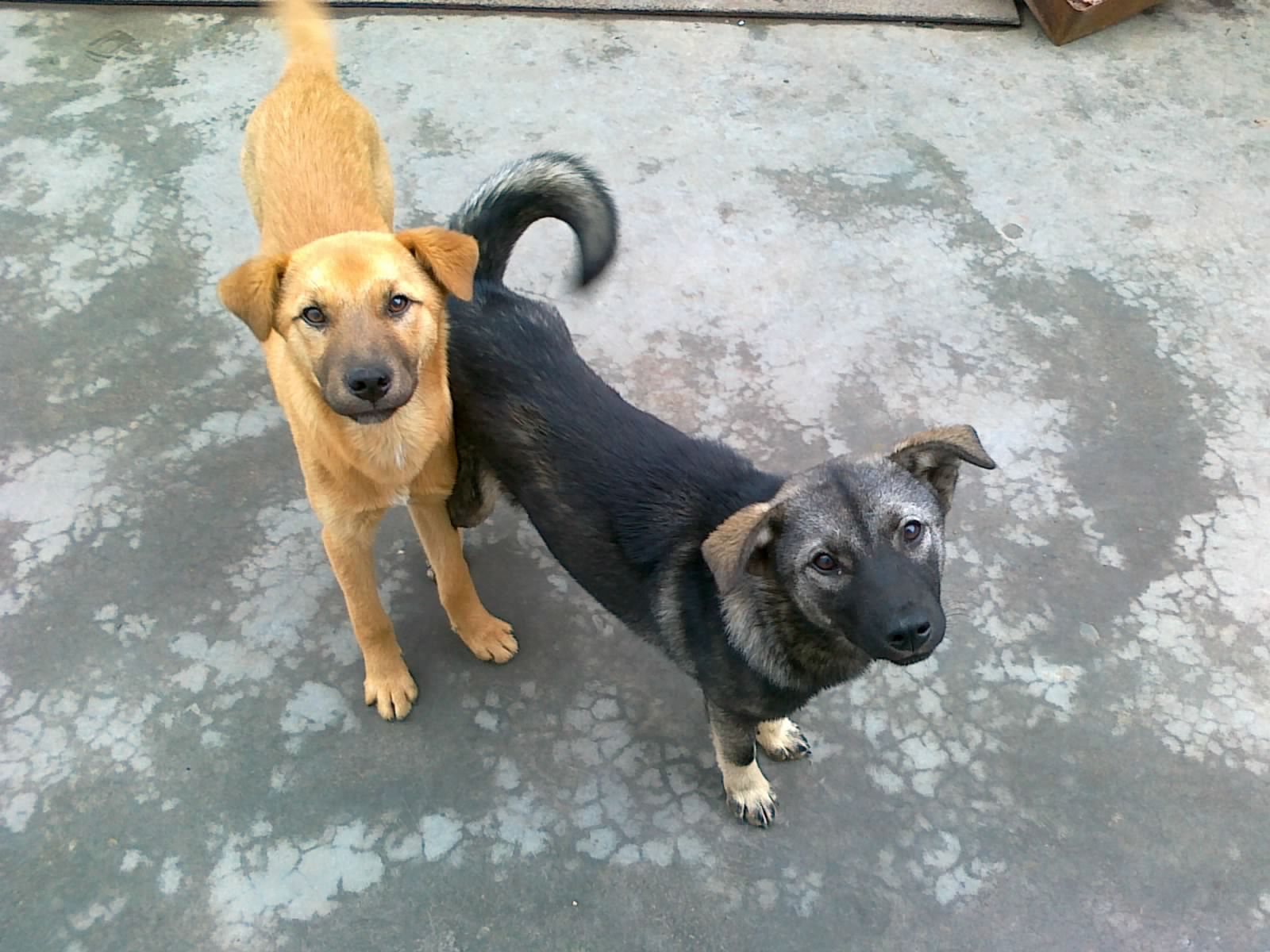 家里的土狗得皮肤病怎么办,小狗得了犬瘟在家怎么治