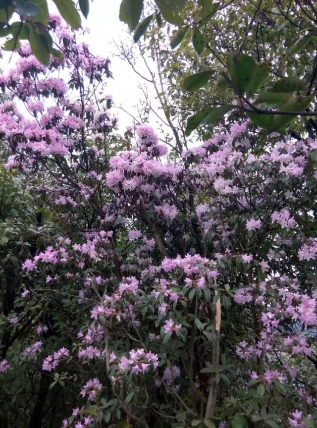 人间四月天，醉美是寻甸！