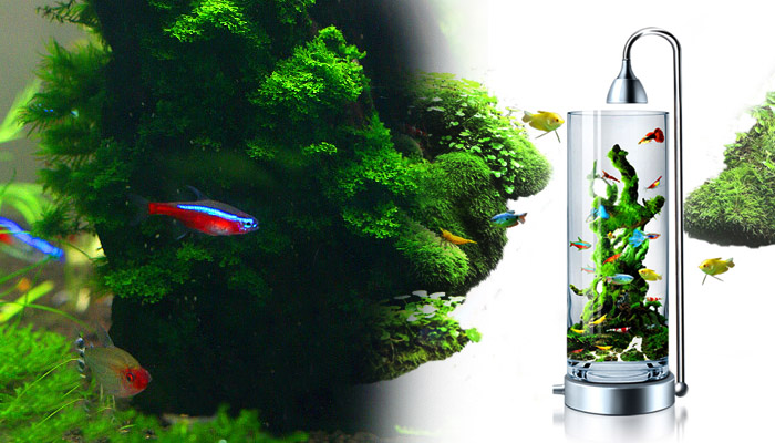 小鱼缸供氧多久,小鱼缸氧气管出水