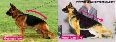 如何挑选一只纯双血统的德牧讲解,德牧血统信息查询