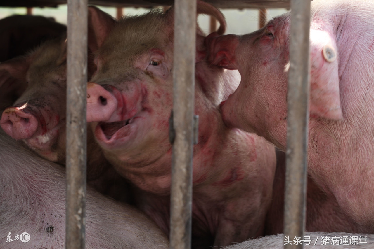 当发生猪弓形虫病时怎样防治？