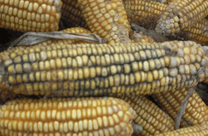 玉米晒半干下雨淋湿现在盖可以吗,玉米用雨布遮上还用拿吗