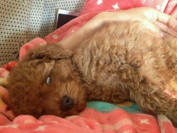 泰迪吃完打虫药精神状况不好也不肯吃饭!