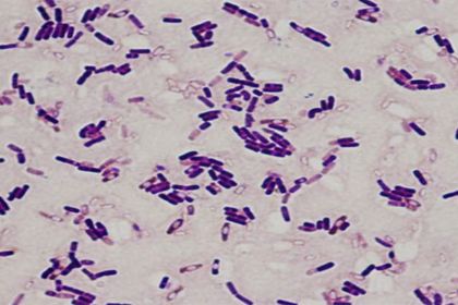 三分钟攻克猪病,猪病50种常见猪病兽医治疗方案