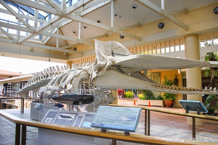 夏威夷去哪里购物比较好,夏威夷旅游攻略购物介绍