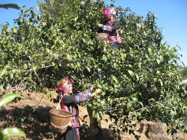 十大经典普洱茶排行榜,十大名寨普洱茶