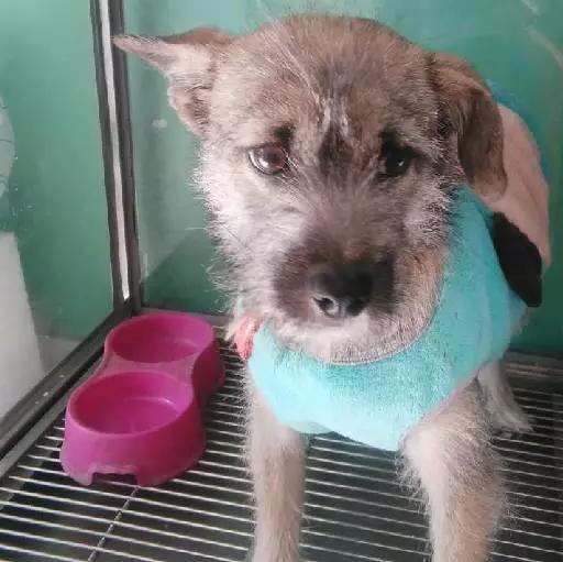 上海市领养流浪动物的地方在哪里,上海市领养小猫的地方