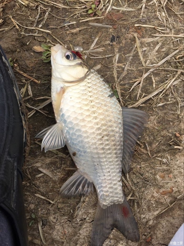 春天钓鲫鱼,春天钓黑坑新鱼