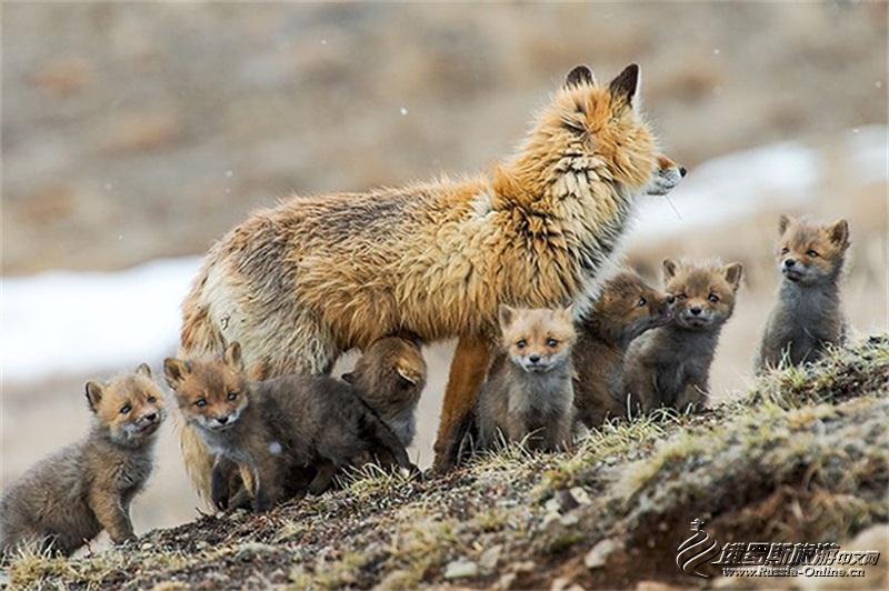 采矿工程师视频,采矿工程师拍摄的狐狸