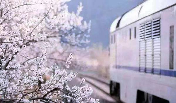 一场樱花雨醉了人间四月天,人间最美四月天樱花怒放