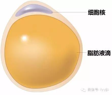 一张图看懂脂肪的真面目,脂肪就像泡沫一样形成过程