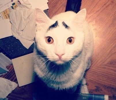 一只长眉毛的猫咪,一只八字眉的猫