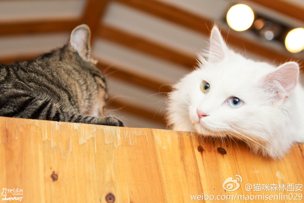 西安还有这么一个地方可以让你被猫咪围绕,享受当铲屎官的感觉