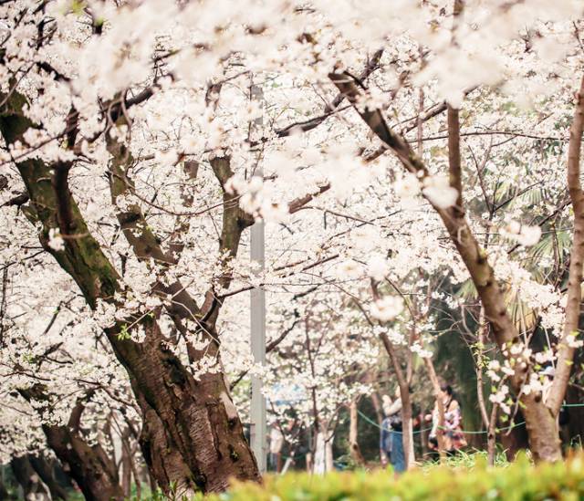 一场樱花雨醉了人间四月天,人间最美四月天樱花怒放