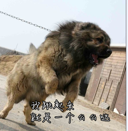 超级凶猛的加纳利犬,第一条加纳利犬