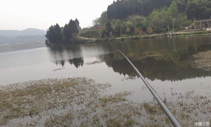八一水库钓草鱼,八一水库钓青稍