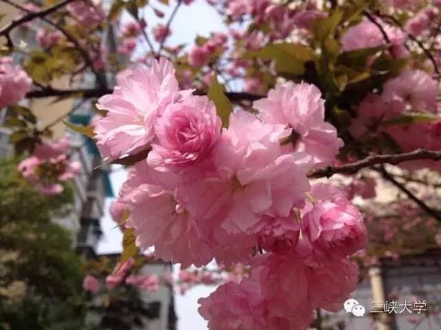 周末去三里街公园看花,周末游三凤山看桃花