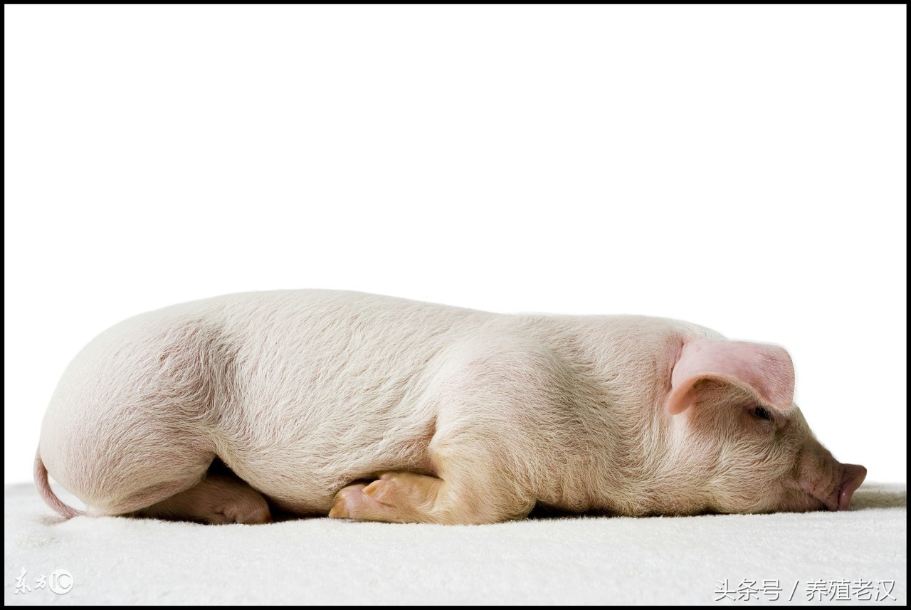 猪血痢疾怎么引起的,猪血尿病因及治疗