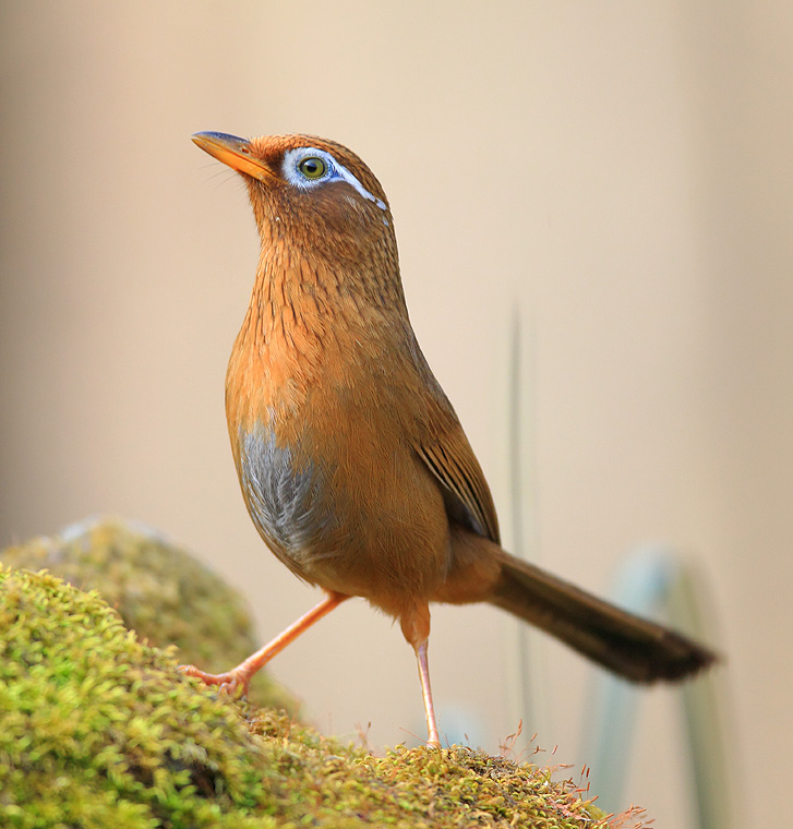 春季该怎样养护画眉鸟,冬季养画眉鸟的正确方法