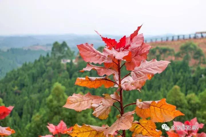 不想上班就去看看大城市,不想上班想去看山和海