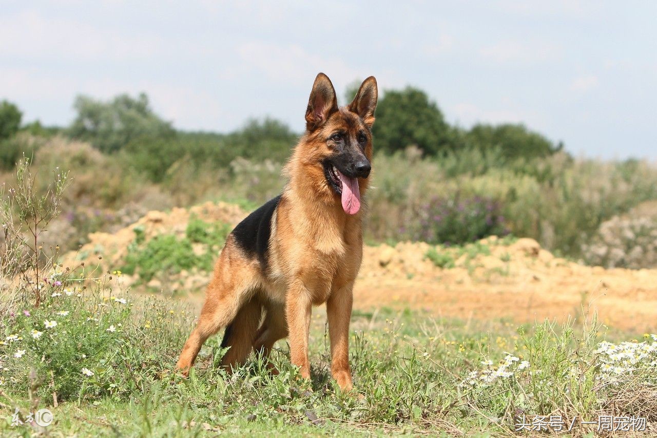 4个月德牧饲养,东德牧幼犬饲养