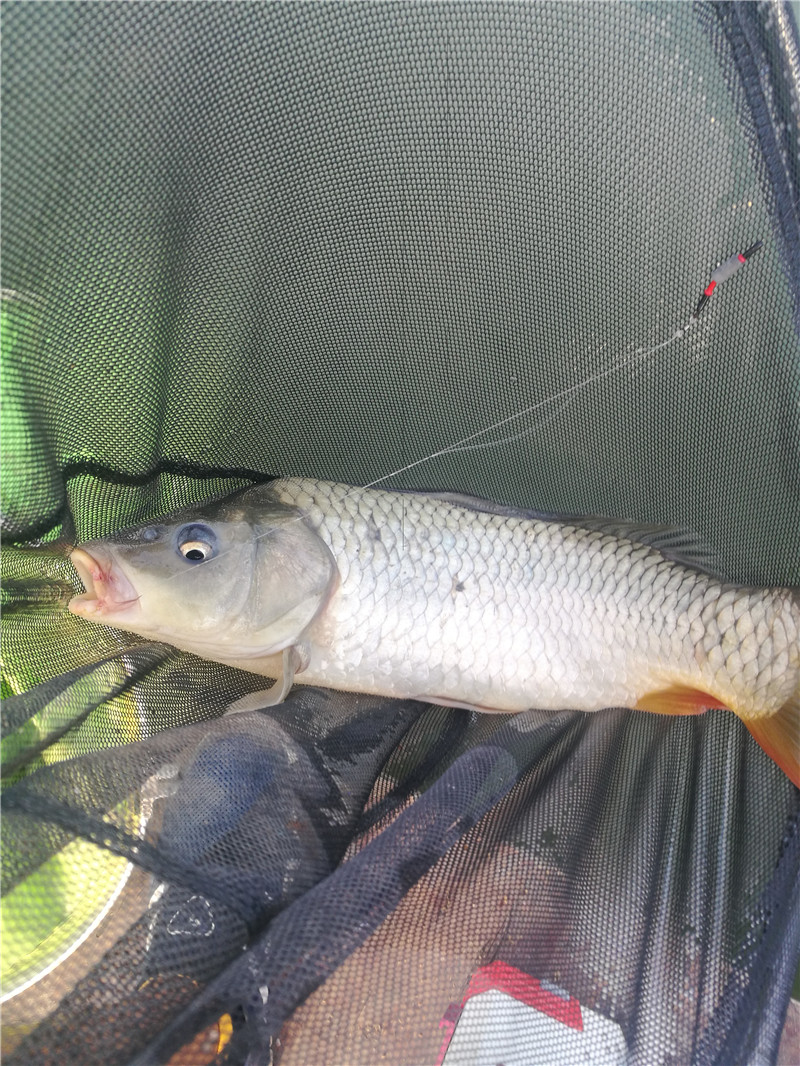 桂林象山区钓鱼黑坑,广西桂林钓鱼黑坑