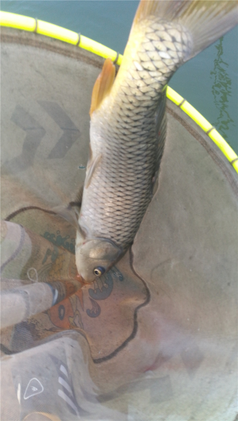 桂林象山区钓鱼黑坑,广西桂林钓鱼黑坑