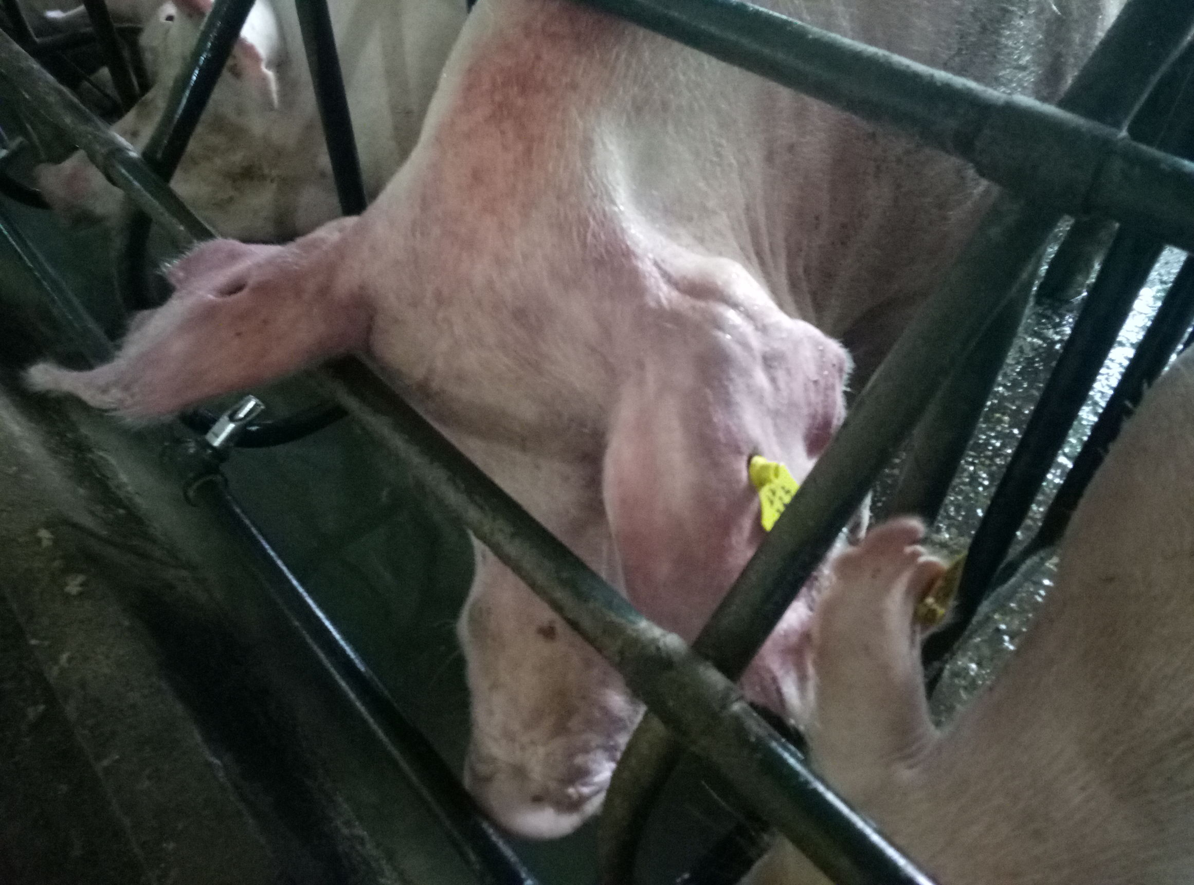 生猪发病症状应该怎么处置,水产养殖用药中毒后应急措施