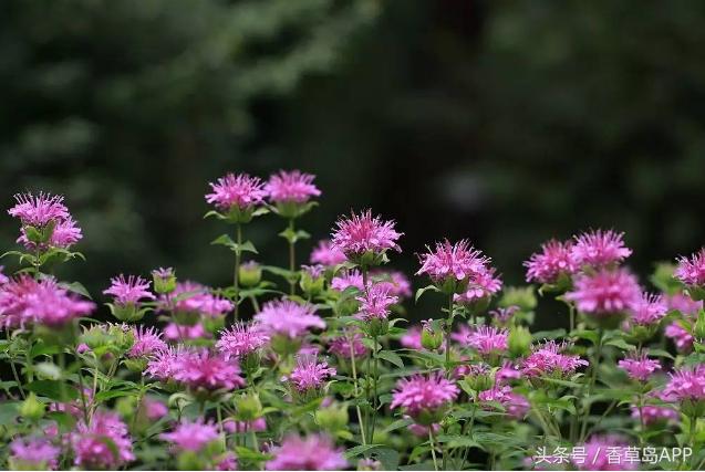爱上管香蜂草，只因迷恋佛手柑的甜美