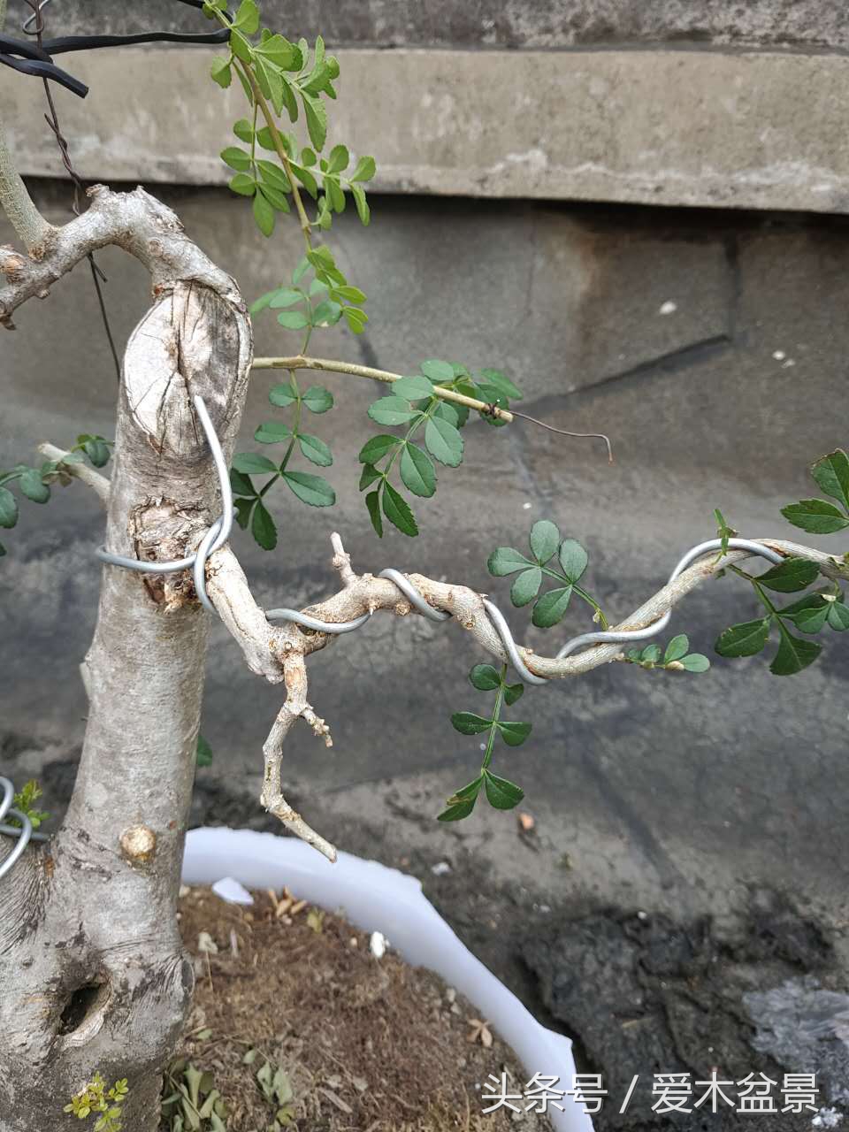 爱木盆景修剪视频,对节白蜡盆景如何造景